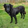 Klaus  ein sanfter Herzenshund sucht sein Glück ❤