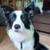 Merle - intelligent&kooperativ