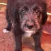 Dolly, kleines Hundemädchen sucht Zuhause