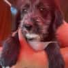 Dolly, kleines Hundemädchen sucht Zuhause