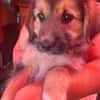 Dana, Hundekind sucht Körbchen