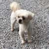 Eddy sucht ein Zuhause