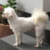 Eddy sucht ein Zuhause