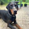 Thor -suchen Menschen mit Hundeerfahrung