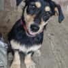 verspielte Cherry sucht aktive Familie