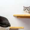 Lucky und Blacky