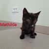 Mathilda