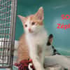 Zéphyr