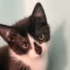 MIMI