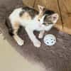 Abricot
