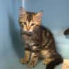 SAOINE