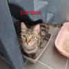 Bonbon