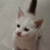 Eowyn