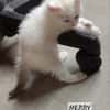Merry