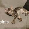 Osiris