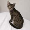 Praline
