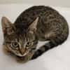 Praline
