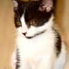 Capucine