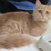 ABRICOT
