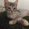 Gizmo
