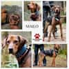 Noah / Mailo Bracke Mischling Rüde