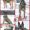 Herzenshund Kurt sucht Familie