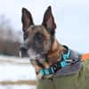 Herzenshund Kurt sucht Familie