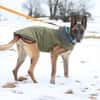 Herzenshund Kurt sucht Familie