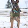 Herzenshund Kurt sucht Familie