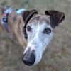 Jupiter - Traumgalgo sucht Traumzuhause