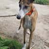 Jupiter - Traumgalgo sucht Traumzuhause