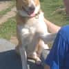 Buddy  sucht Happy-Home