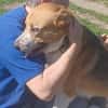 Buddy  sucht Happy-Home