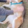 Buddy  sucht Happy-Home