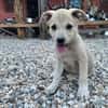 SUNI, sanfte junge Dame sucht