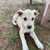 SUNI, sanfte junge Dame sucht