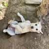 SUNI, sanfte junge Dame sucht
