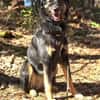 Lille - wundervolle Hundedame