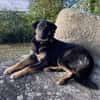 Lille - wundervolle Hundedame