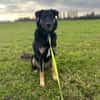 Lille - wundervolle Hundedame