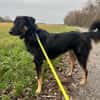 Lille - wundervolle Hundedame