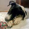 Welpe Winnie, wird ca. 45/50 cm hoch