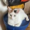 Kessy, süßes Katzenfräulein sucht Anschluß