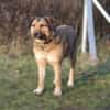 Anabelle - Altersruhesitz gesucht