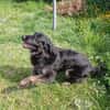 Lola auf Pflegestelle in 66740 Saarlouis