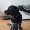 Lola auf Pflegestelle in 66740 Saarlouis