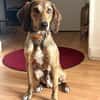 Cookie - kleine Spürnase sucht Zuhause