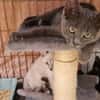 MISTIGRI (en cours d'adoption)