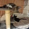 MISTIGRI (en cours d'adoption)