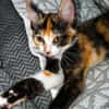 Zena